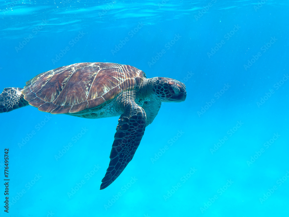 Obraz premium Diving and snorkelling with a Green Turtle at Lady Musgrave Island, on the Great Barrier Reef, Queensland, Australia