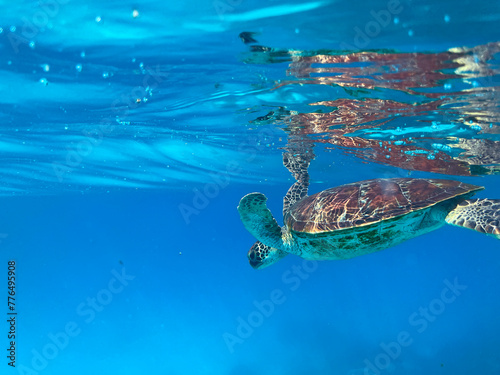 Diving and snorkelling with a Green Turtle at Lady Musgrave Island, on the Great Barrier Reef, Queensland, Australia