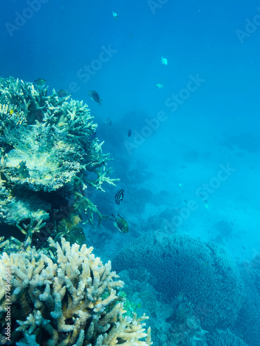 Diving and snorkelling at Lady Musgrave Island, on the Great Barrier Reef, Queensland, Australia