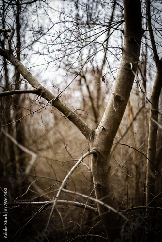 Forest beauty. The beginning of spring in the forest. Yellow colors. Forest thaw. Yellow grass. Hiking everyday life in the forest