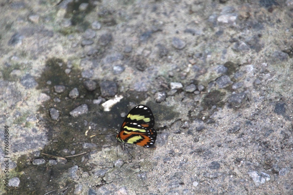 inseto borboleta inseto borboleta