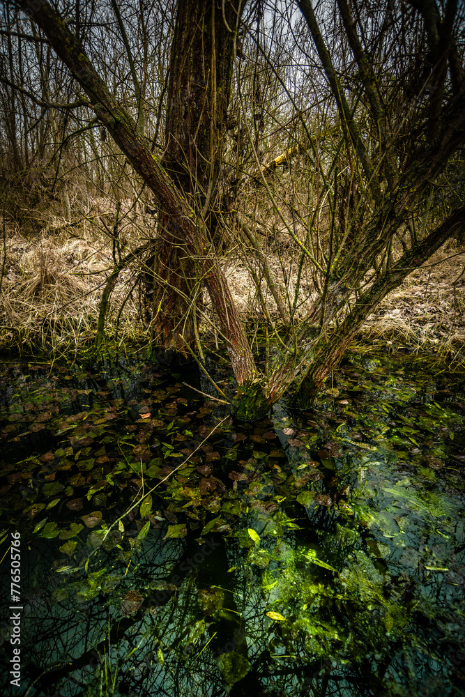 Naklejka premium Swamp inside a dense forest. Flood in the forest. Thick yellow grass after winter. Old trees inside a swamp. Mysterious place in the forest. Water in the forest