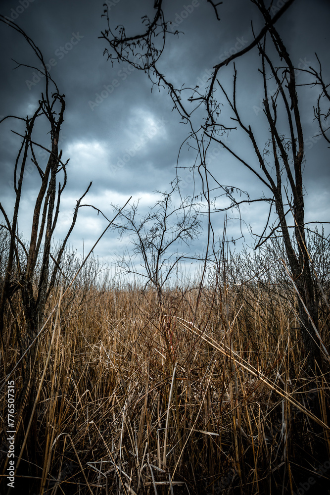 Obraz premium The reeds that completely filled the entire area with water now stand here with dying trees. Mystical place. Dried trees. Gray voluminous and dense sky above the quarry and trees