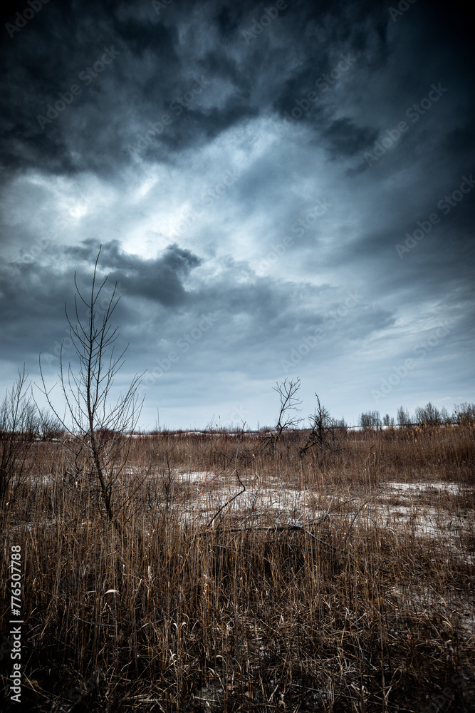 The reeds that completely filled the entire area with water now stand here with dying trees. Mystical place. Dried trees. Gray voluminous and dense sky above the quarry and trees The reeds that completely filled the entire area with water now stand here with dying trees. Mystical place. Dried trees. Gray voluminous and dense sky above the quarry and trees