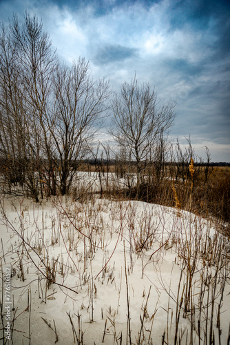 Trees on a sand quarry. Thaw on the sands. Mystical place. Dried trees. Leaves on the sand. Gray voluminous and dense sky above the quarry and trees