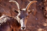 portrait of a goat , goat, horn, antler, horns, brown, animals, forest