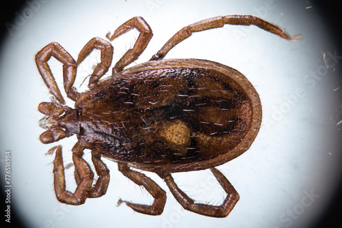 Принти на полотні Tick Under the Microscope