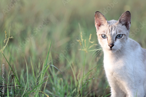 A cute  predominantly white cat is sitting in a green grass field