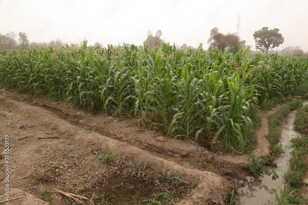 un système d'irrigation pour champs de mais