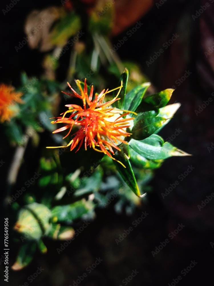 red and yellow flower