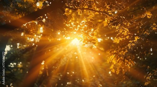 The golden hues of sunlight filtering through the trees overhead