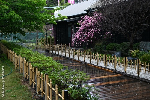 Hana peach (Prunus persica) flowers. Rosaceae deciduuous shrub. Flowering period is from March to April.