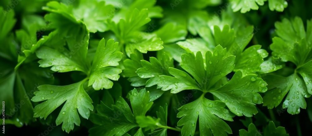 Cluster of lush, vibrant green leaves on a plant, displaying intricate details and textures in a natural setting Cluster of lush, vibrant green leaves on a plant, displaying intricate details and textures in a natural setting