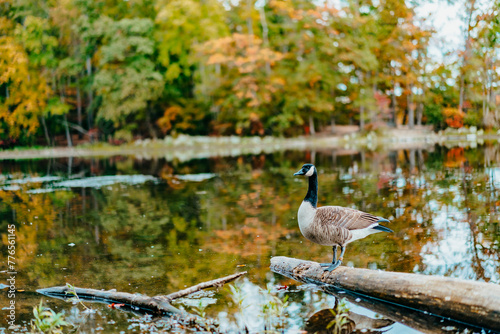 Canvastavla Fall Foliage in Burke Lake Park in Burke, VA