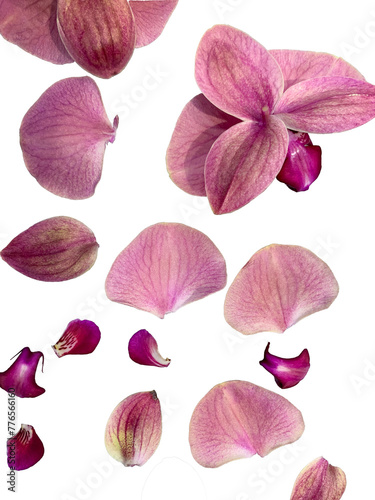 isolated orchid petals