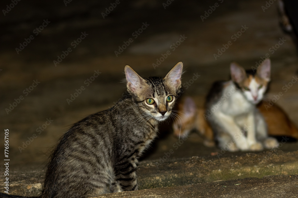 group of cats sitting on the floor in a farm group of cats sitting on the floor in a farm