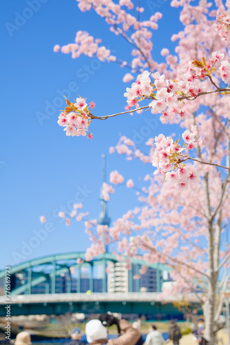 旧仲川水辺公園の河津桜