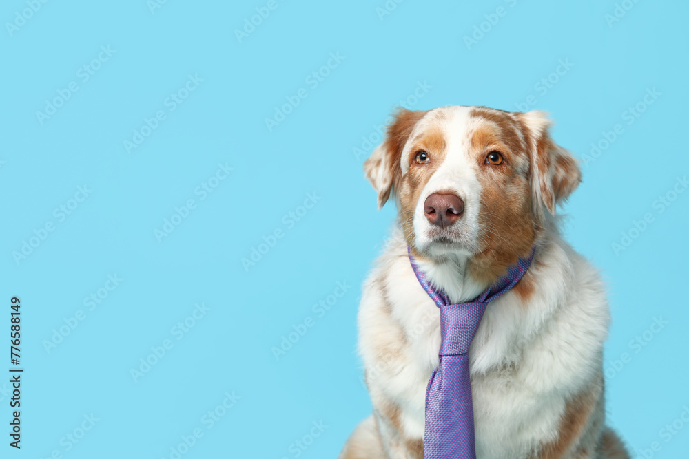 Funny Australian Shepherd dog with tie on blue background