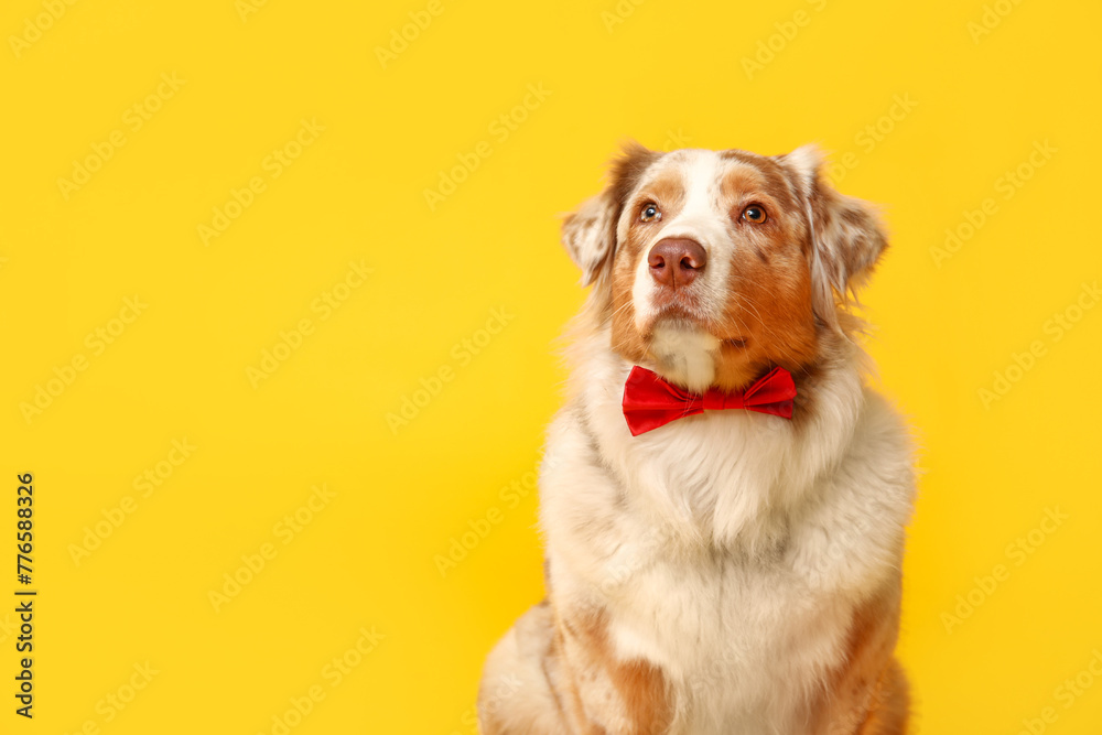 Adorable Australian Shepherd dog with bow tie on yellow background