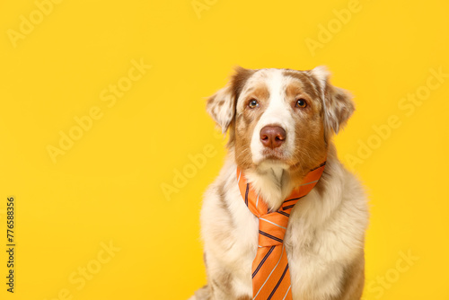 Adorable Australian Shepherd dog with tie on yellow background