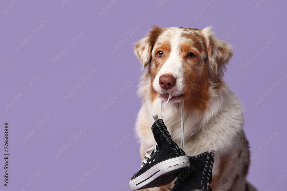 Cute Australian Shepherd dog holding sneakers on purple background Cute Australian Shepherd dog holding sneakers on purple background