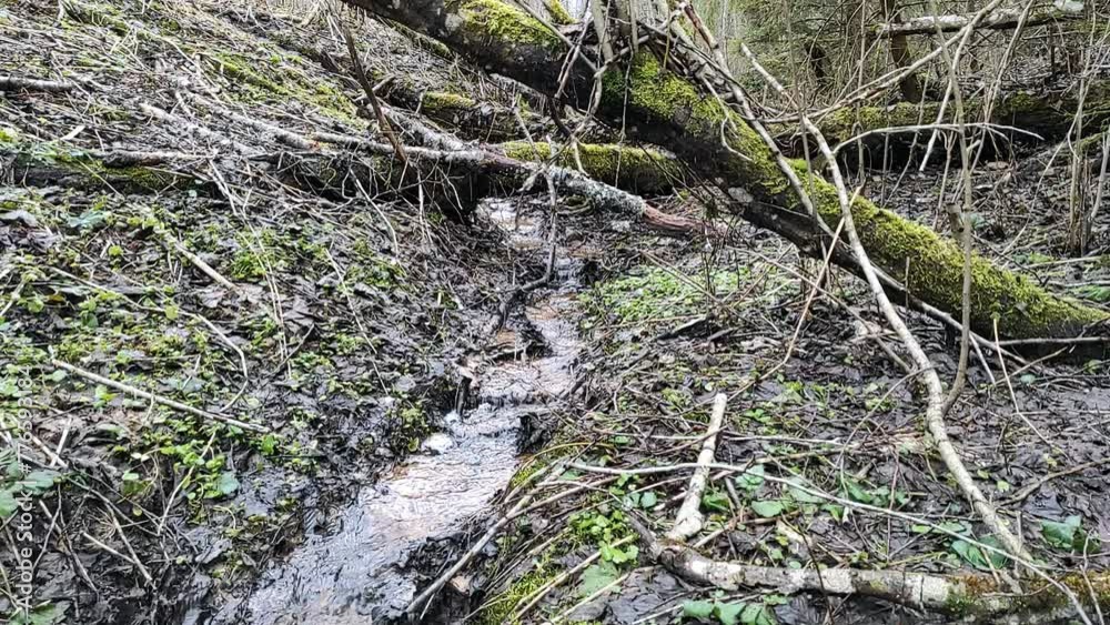 A stream in the forest (15) Full HD 60 FPS A stream in the forest (15) Full HD 60 FPS