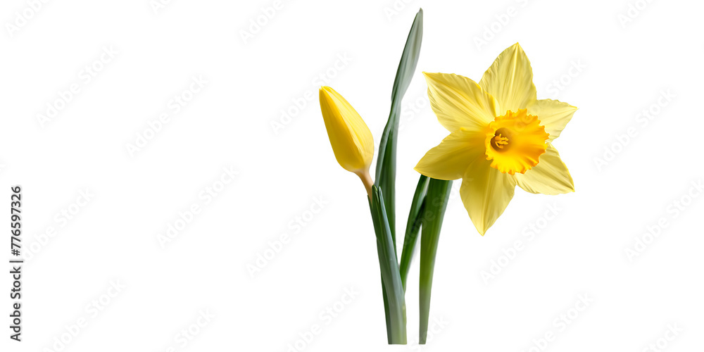 Yellow daffodil flower Transparent Background Images 