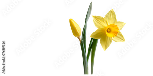 Yellow daffodil flower Transparent Background Images 