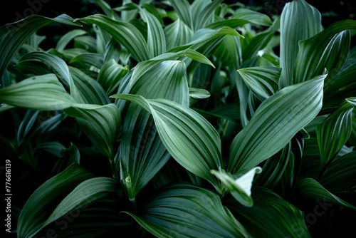 Green Helleboro Leaves Spread Out in Thick Grouping