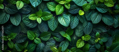 Close-up of lush foliage against a dark backdrop © Emin
