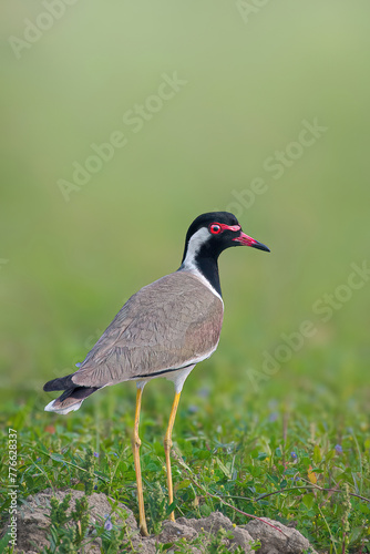 Red Wattled Lapwing