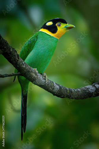 Long Tailed Broad Bill 