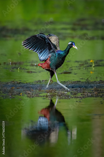 Bronze Winged Jacana