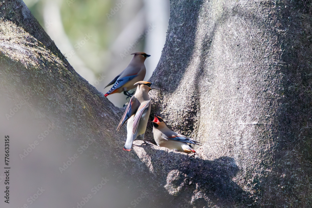 Naklejka premium 木のウロに溜まった水を飲むために集まり、時に争う美しいヒレンジャクとキレンジャクの群れ（レンジャク科）。日本国埼玉県熊谷市、荒川大麻生公園にて。 2024年3月30日撮影。A flock of beautiful Japanese Waxwing (Bombycilla japonica) and Bohemian waxwing (Bombycilla garrulus) (family