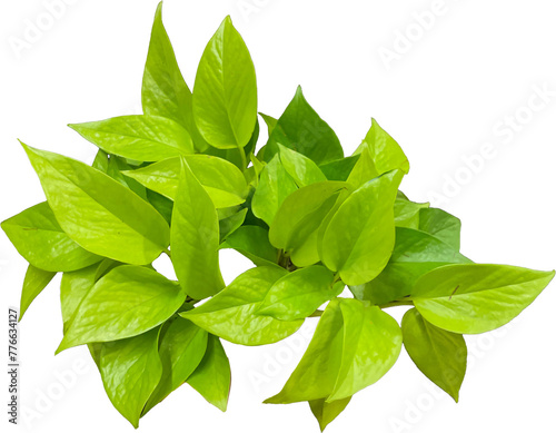 green leaves isolated 