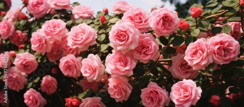A beautiful bush displaying vibrant pink roses and lush green leaves in close-up detail