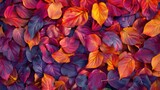 The vibrant fiery colors of autumn leaves