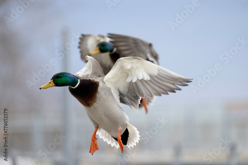 Photography Two male mallard ducks Anas platyrhynchos in flight as they approach landing
