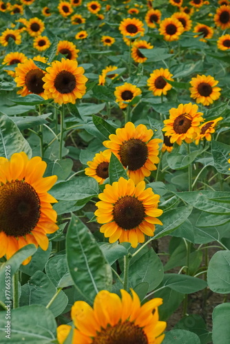 Field of sunflowers with the bright sunlight. Sunflower photos on the rear. Sunflowers are the flowers like sunny