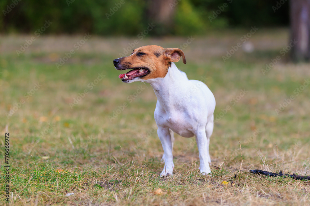 A cute Jack Russell Terrier dog walks in a clearing in the forest. Pet portrait with selective focus and copy space