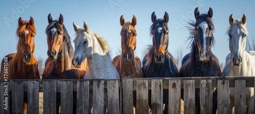horses putting their heads together, equestrian group, horses on a field behind a fence.