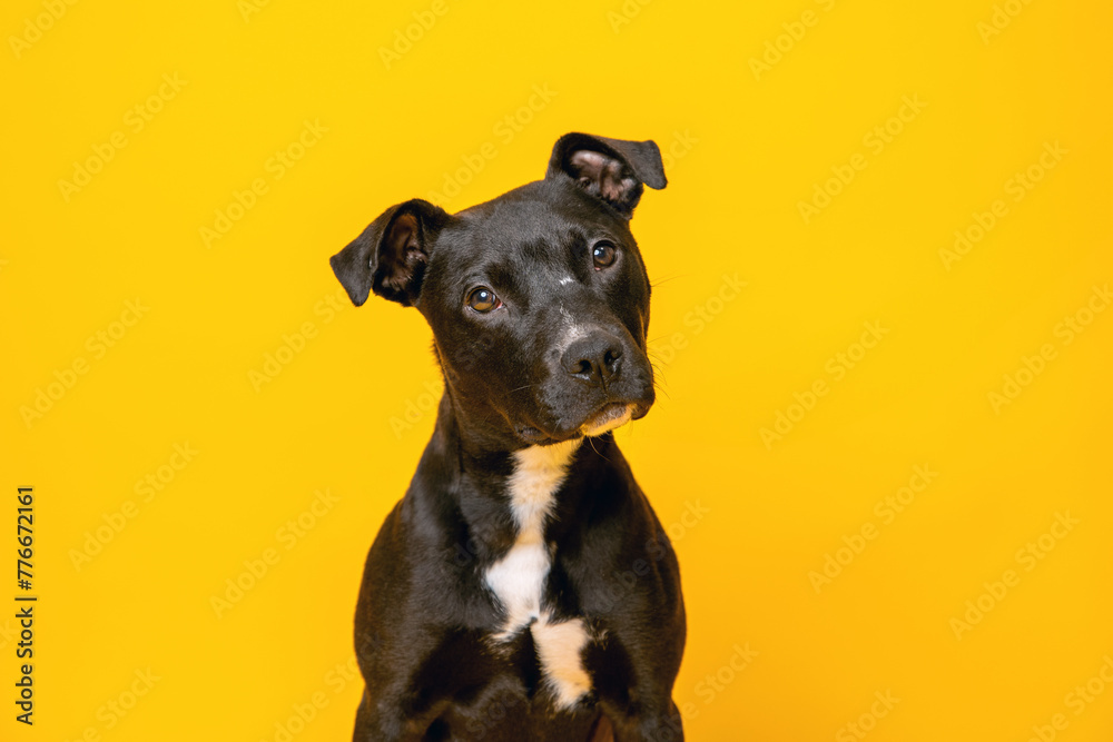 Portrait of mixed breed shelter dog on a bright yellow backdrop. Second chance photo, colorful dog portrait.	
