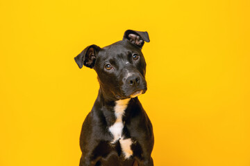 Portrait of mixed breed shelter dog on a bright yellow backdrop. Second chance photo, colorful dog portrait.	

