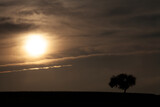 Baum im Nebel Sonnenaufgang. Trauer und Einsamkeit symbol 