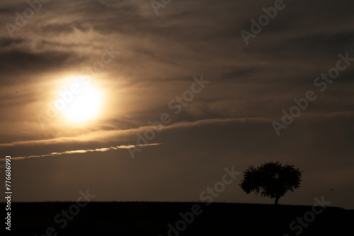 Baum im Nebel Sonnenaufgang. Trauer und Einsamkeit symbol	