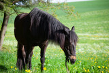 Pferd grast im Frühjahr auf der Koppel