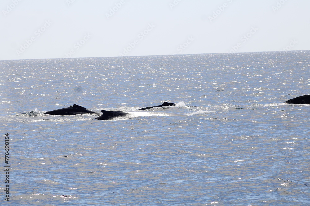 Fototapeta premium Ballenas