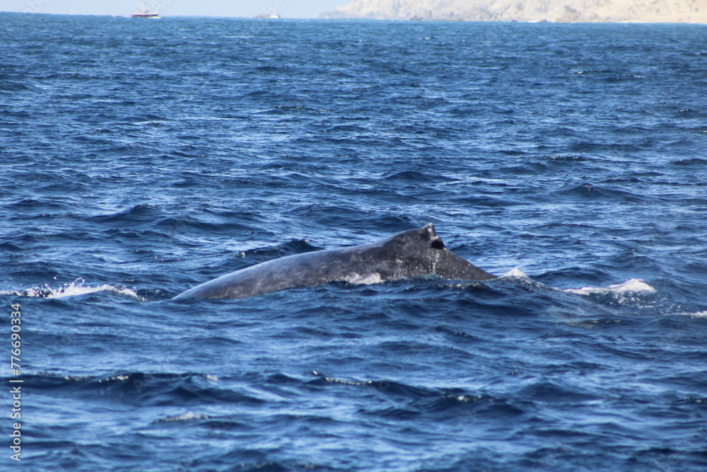 Ballenas Ballenas