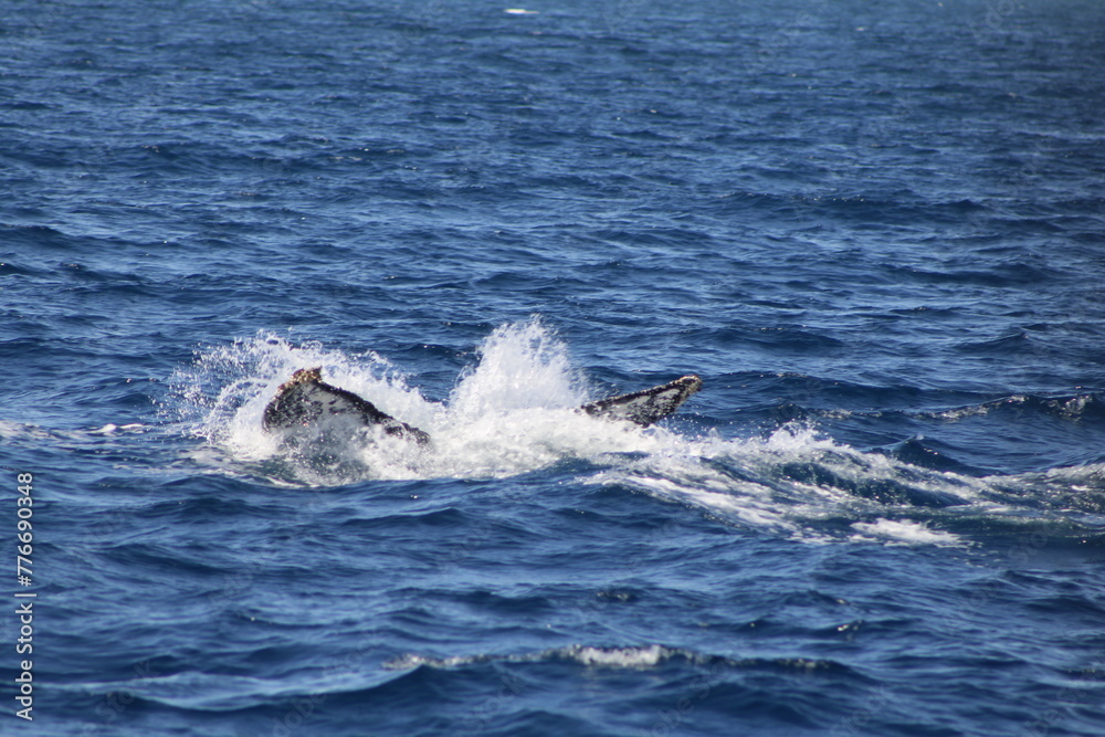 Ballenas Ballenas