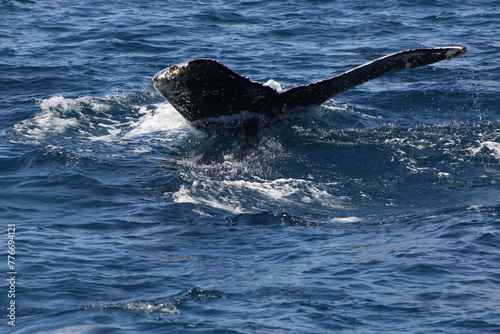 Ballenas